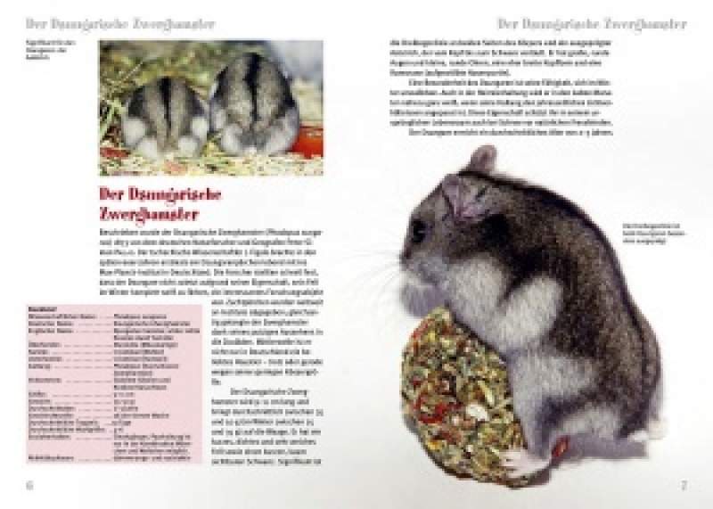 Der Dsungarische Zwerghamster